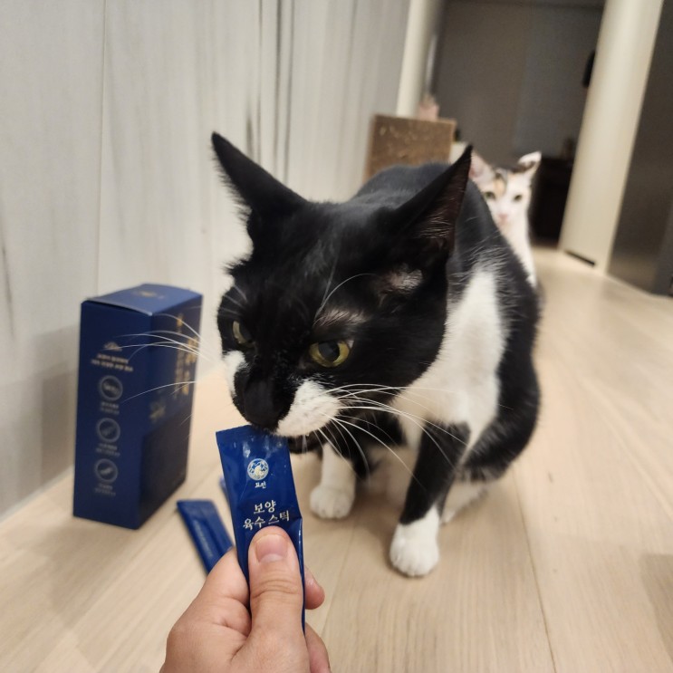 [고양이간식] 고양이건강을 생각한 냥이 최애 츄르추천 묘찬보양육수스틱