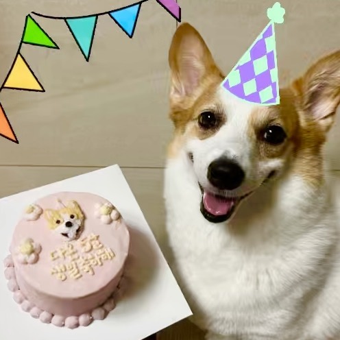 230831 아쉽게도 이번에도 언니 없이 엄빠랑 생일 보내는 다온🥹 그래도 케이크는 언니 있을때 일찍 파티해서 먹어서 기분조타개! 가족된지 벌써 5주년🥳 다온아~ 오래오래 건강하자!😍

Happy Gotcha Day Daon! 🎂 #5years

.
.
.

#웰시코기#웰시코기다온#코기그램#멍스타그램#펫스타그램#멍스타#생일파티#생일#5주년
#corgi#corgisofinstagram#corgilife#corgilove#corgicommunity#daonthecorgi#petsgram#instadog#corgocentral#dogsofinstagram#welshcorgi#corgilovers#corgioftheday#petlovers#pet#gotchaday#birthday#birthdaycake #birthdaygirl #birthdaycake