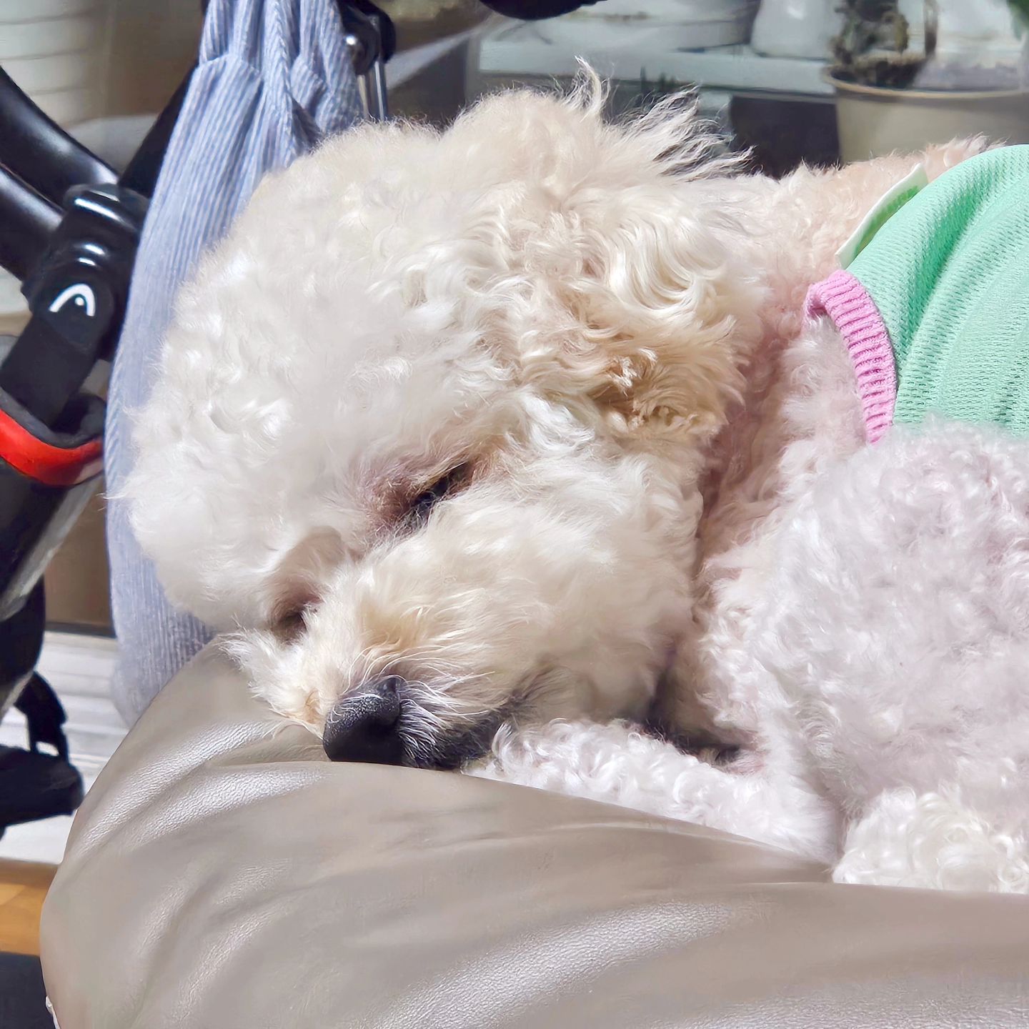 쫌쫌따리 모아본 망고사진 📸🐩🩵

#펫스타그램 #반려견 #반려견스타그램 #푸들스타그램 #크림푸들 #가족스타그램 #펫스타 #poodle #petstagram #댕댕이 #댕댕이그램