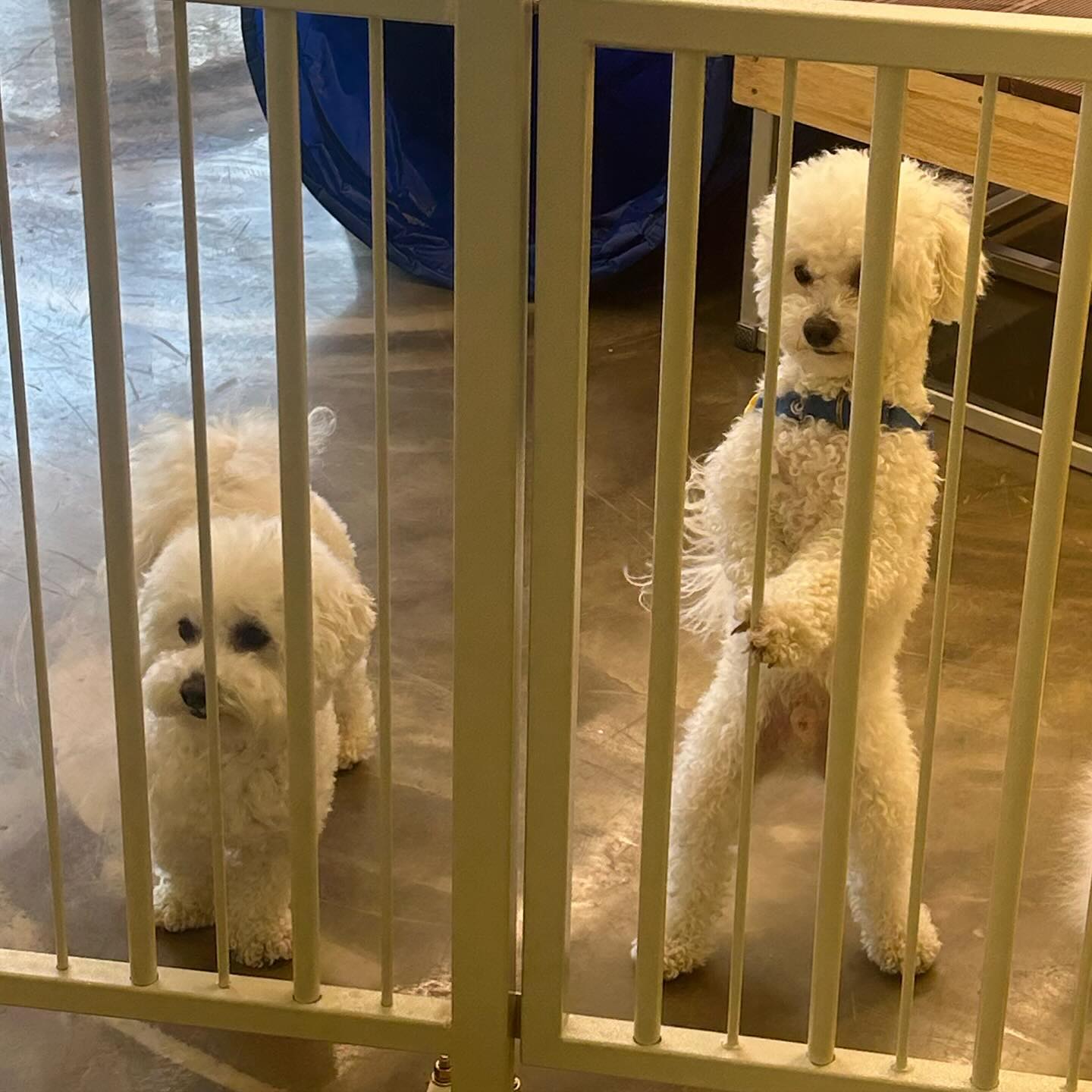 내 칭구 마요 🐶❤️