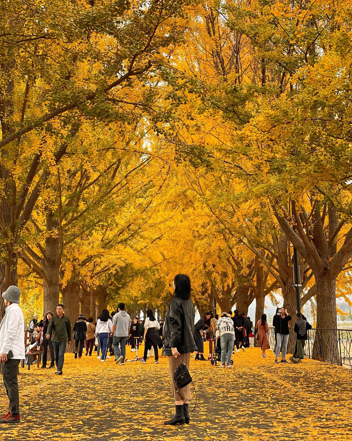 언제봐도 예쁜 은행나무🍂🍁
비온대서 걱정했는데
보는동안은 비도 안오고 넘 좋았음🧸❤️
#은행나무길#곡교천#곡교천은행나무길#은행나무#아산여행#아산가볼만한곳#전어회#대하구이#여행사진#은행잎우산