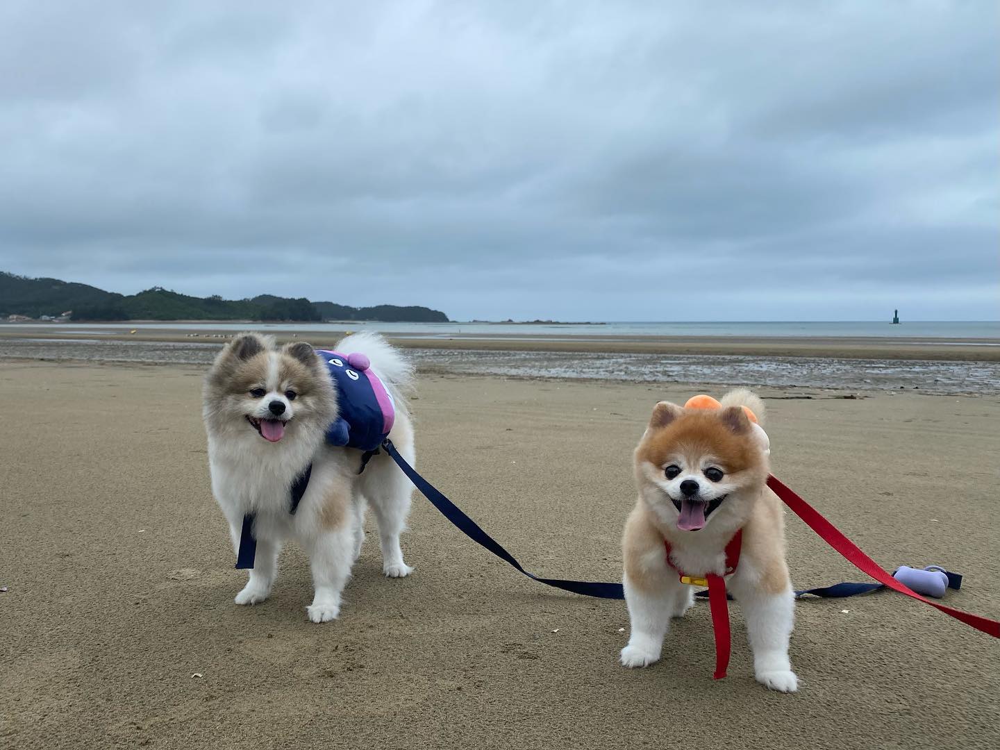날씨가 꾸리꾸리해서 더좋다⛅️
.
.
#dogstagram #dog #doglover #멍스타그램 #태안바다 #신두리해수욕장 #태안앞바다 #태안신두리해변 #태안 #태안신두리 #포메라니안 #파티포메 #멍멍이 #멍멍이그램 #애견인 #쉐이블포메 #쉐이블포메라니안 #파티포메라니안 #개린이 #개스타그램 #독스타그램 #댕댕이 #댕스타그램 #반려견 #강아지 #강아지일상 #댕팔 #댕팔맞팔 #멍팔맞팔환영 #멍팔맞팔