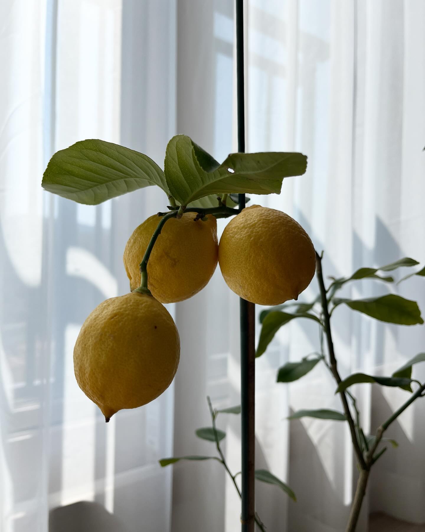 X 🍋

주말에 두물머리로 나들이갔다가 업어온 레몬나무🍋
과실나무 하나 데려오고 싶었는데 드디어 데려왔어요!
오렌지랑 레몬이랑 유주 중에 고민했는데,
남편의 픽으로 레몬 당첨!

제가 식물만 사면 고개를 절레절레하는 남편인데 먹을 수 있어서
군말없이 골라줬다고 합니다 🥹

이제 날씨가 완전 봄날씨네요! 모두 월요팅하기!!🩵🌿