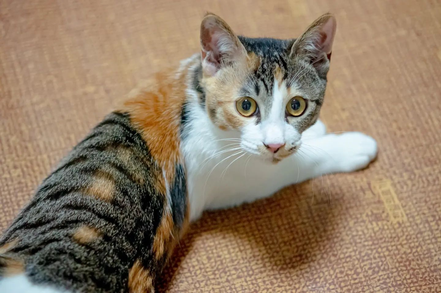 😻

#고양이 #사진 #취미 #귀여워 #ㄱㅇㅇ #랜선집사 #고양이일상