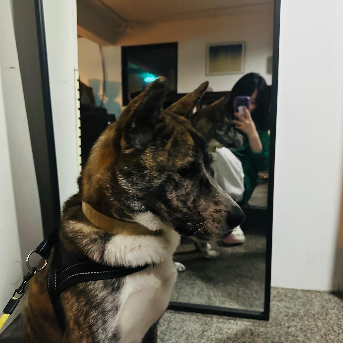 호랑과의 나날들 🐯🧡