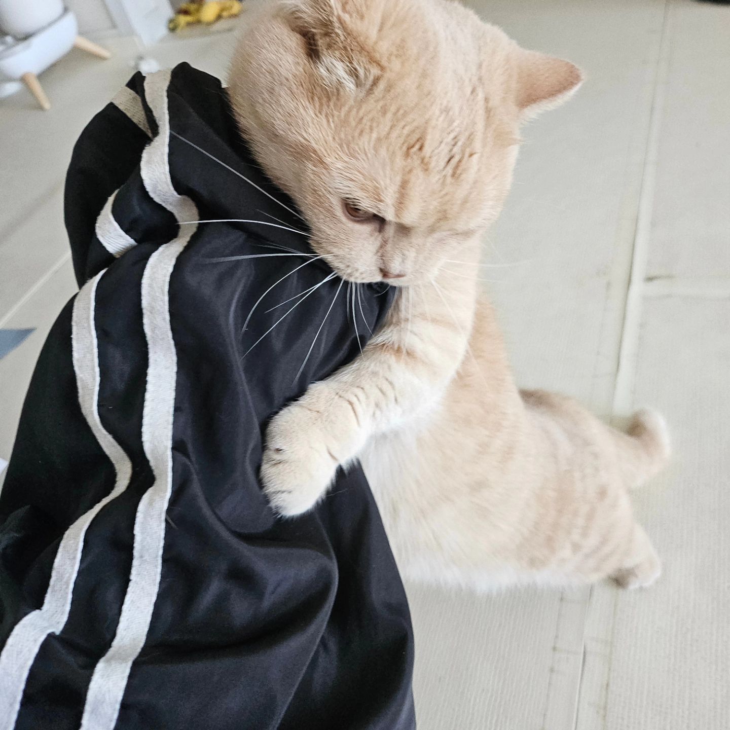 #망할고양이 
왜그래? ㅠㅠ 씅질 잔뜩남
.
.
.
.
.
#미친고양이 #ㅋㅋㅋㅋㅋ #그만해 #고집쟁이 #냥아치 #뚱냥이 #고양이 #집사일상 #물지마라 #cat #catsofinstagram #instacat #원하는게뭐야 #😾 #meow #짱꾸 #둘찌 #만지면물어요 #접근금지 #냥팔맞파루#집사맞팔