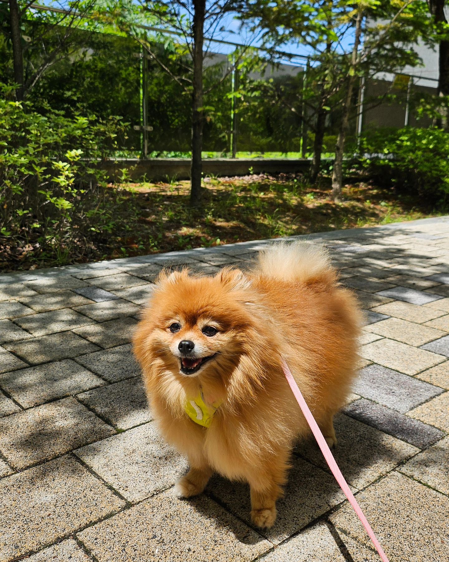 하늘이 너무 이뻤어요🐾 
오늘은 산책 3번 했어야해요!!! 벌써 아쉬운 주말:)
귀여운 조이로 가득 채운주말🧡🤍❤️
.
담주도 열심히 힘내봅니다아!!!🫶
.
#5월은푸르구나
#이치고이치에#일생에한번뿐인인연#멍팔환영
#사랑스러워#조이#멍스타#폼스타그램
#조이#포메라니안#사랑해#개린이#갤럭시플립5
#pet#happy#dog#puppy#puppylove#loveyou#cute#mylove#doglife#instadog#instapomeranian#petsagram#pet