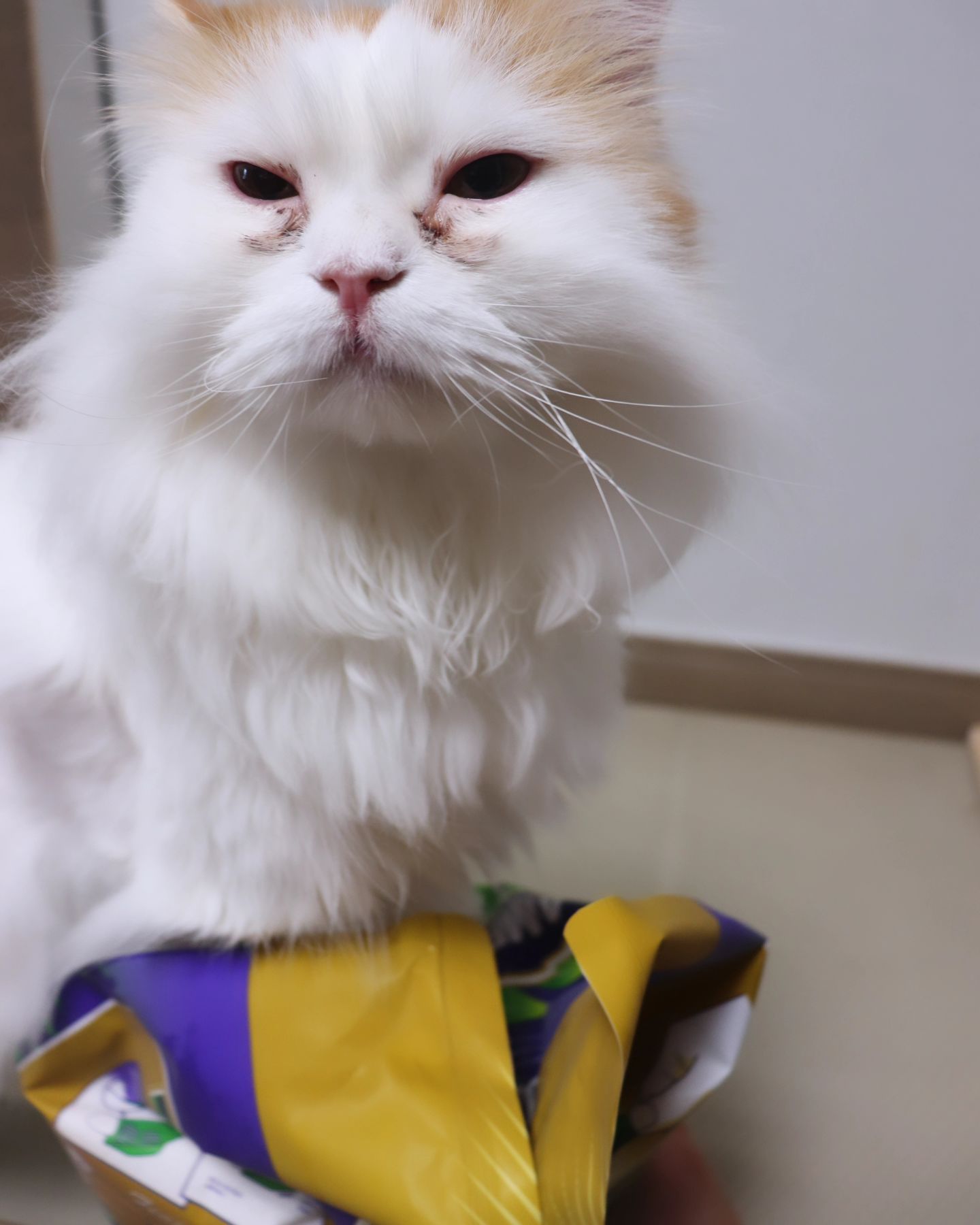 🐱모래 유목민 집사님들 주목해주세요!🐱
직접 사용해보고 너무 마음에 들어서 추천하는 제품
바로 아메리칸솔루션 그랜드마스터 옴티멈 카사바 입니다👍

용량도 넉넉하고 우리 아이들이 직접 사용을 해보니
기호성이 워낙 좋아서 너무 잘 써요.
부스러기 하나 없이 응고력도 미쳤고
비율까지 완벽한 모래라 너무 좋아요💛

#고양이모래 #카사바 #아메리칸솔루션그랜드마스터카사바 #추석선물대첩 #한고연몰모래 #카사바모래추천 #고양이모래추천 #한고연몰
