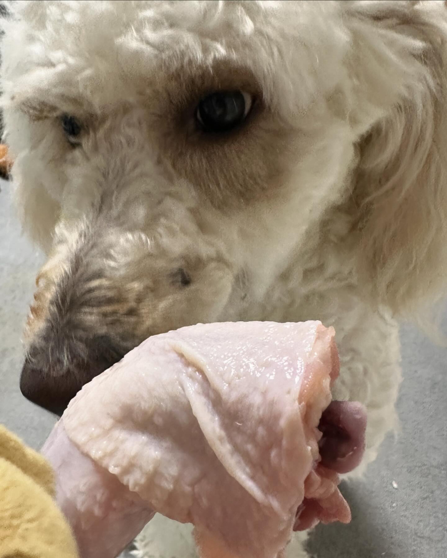 쿠키는 #복날 에 #생닭 먹지요~❤️

#멍스타그램 #대형견스타그램 #대형견생닭 #멍팔맞팔