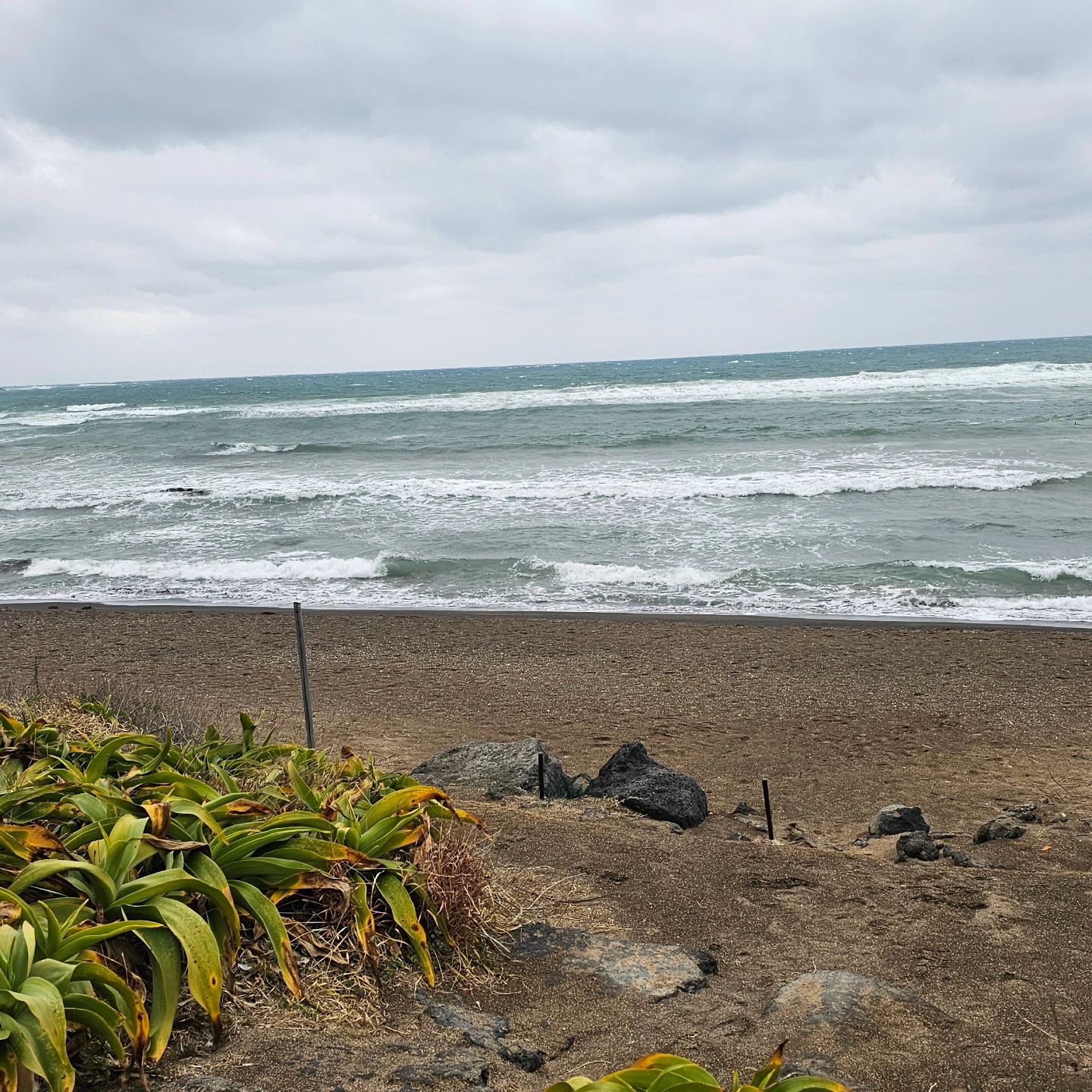 우당탕탕 제주도 여행기
2023.01.19~20
#광치기해변 #제주올레길 #제주유채꽃 #성산일출봉 #제주도 #성산
