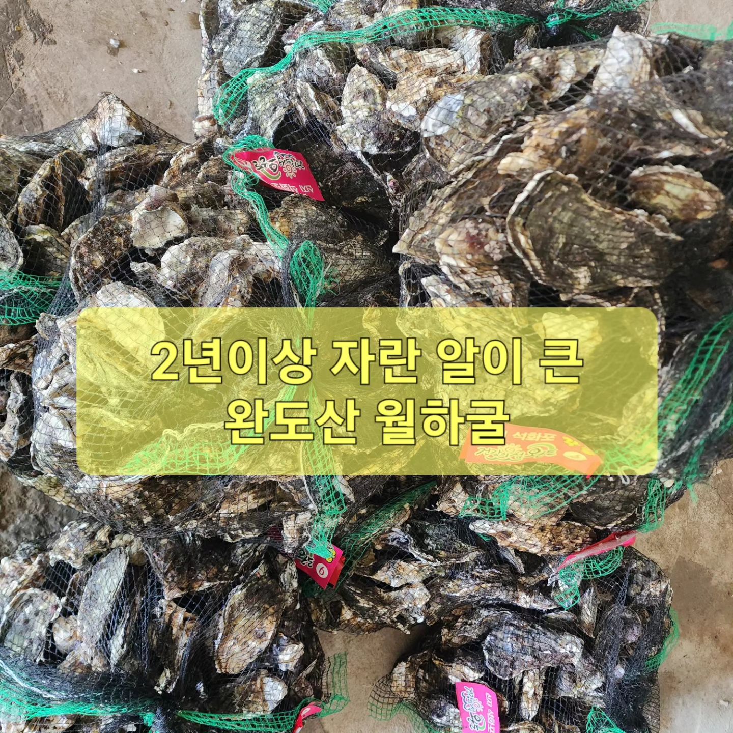 #완도#석굴#석화#당일조업#월하굴#2년산#굴찜#김장굴#각굴#무료배송#무배#특가#산지직송#알굴#깐굴#생굴

굴은 정말 못참쥬~ 완도 2년산 월하굴
10kg 50000원 무료택배!
5kg 28000원 무료택배!