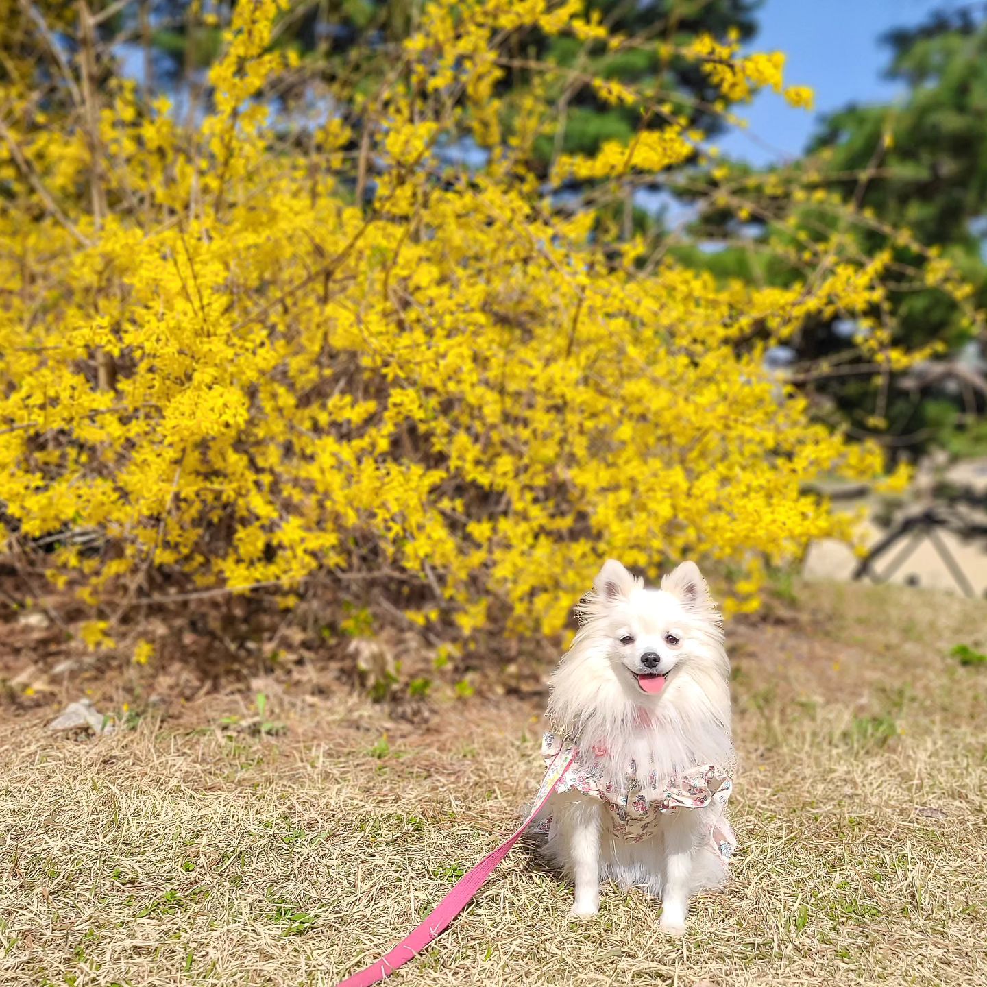 #🐶🌼
3살 찐빵이의 4번째 봄💐
엄빠랑 나들이 신나게 했찌
날씨도 너~무 좋고,
아직 벚꽃은 안펴서 아쉬었지만
봄을 알리는 개나리가 한가득❤️‍🔥

찐빵이도 신나고 엄빠도 신나고😝
3시간 알차게놀고 집에와서 완전 뻗어부림

우리 또 어디 좋은곳 가볼까~😉⁉️

-
#봄나들이 #나들이 #강아지소풍 #봄