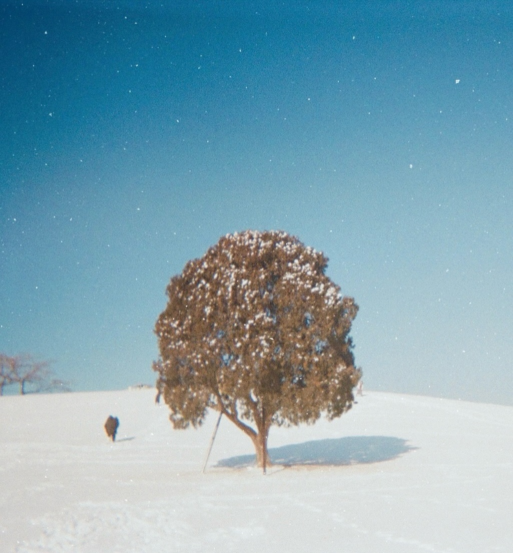 올림픽공원 나홀로나무❄️

눈내릴 때 방문하기 좋은 올림픽공원!
하얗게 눈이 내린 나홀로나무를 필름카메라로 촬영하고 동화감성으로 보정해봤어요✨

오늘 첫눈을 보니 나홀로나무가 생각나서 예전에 다녀온 사진 올려봅니다☺️

📍 올림픽공원 나홀로나무
📍서울 송파구 올림픽로 424
