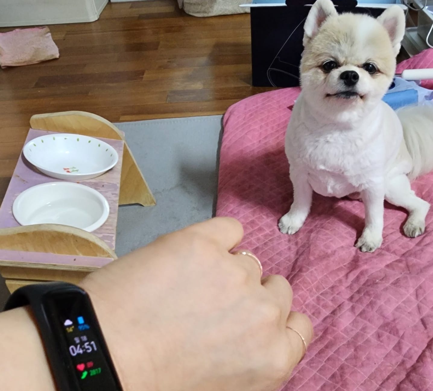 5시도 안되었는데
밥달라 #농성중 #막내딸
#식탁 앞에서 기다리고 이씀...🤣🤣🤣

주말만 되믄 저녁시간이 앞댕겨 지는지 알수가 없음..🤣🤣🤣

낼부터 한주내내 날씨가 그닥 좋지 않은가봐요...😭

#막내공주 #응가산책 우찌 해야될지..
벌써부터 걱정 한가득...

비맞으믄서 잘 걸을라 안하든디..
글타고 #우비 입고는 걷지도 않던데😭🤣😭🤣

비싼우비가 암 의미가 없는

#사랑해 #건강하자