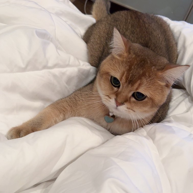 콘텐츠