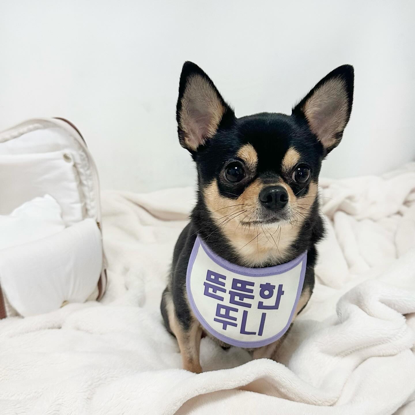 자 이제 나가볼까나.. ( 비장 ) 

#제품제공 

요즘 동네방네 이름 알리고 다니는 애요💁🏻‍♀️
원하는 문구 넣어서 하고다니니까 웃기고 귀엽고ㅋㅋㅋ
특히 뒤에 달린 뿅뿅이가 너무 귀여움💜

인식표도 짱귀여우니까 얼른 하고 다니는거 찍어올게요🫶🏿

happy.eeekki #행복한이끼
