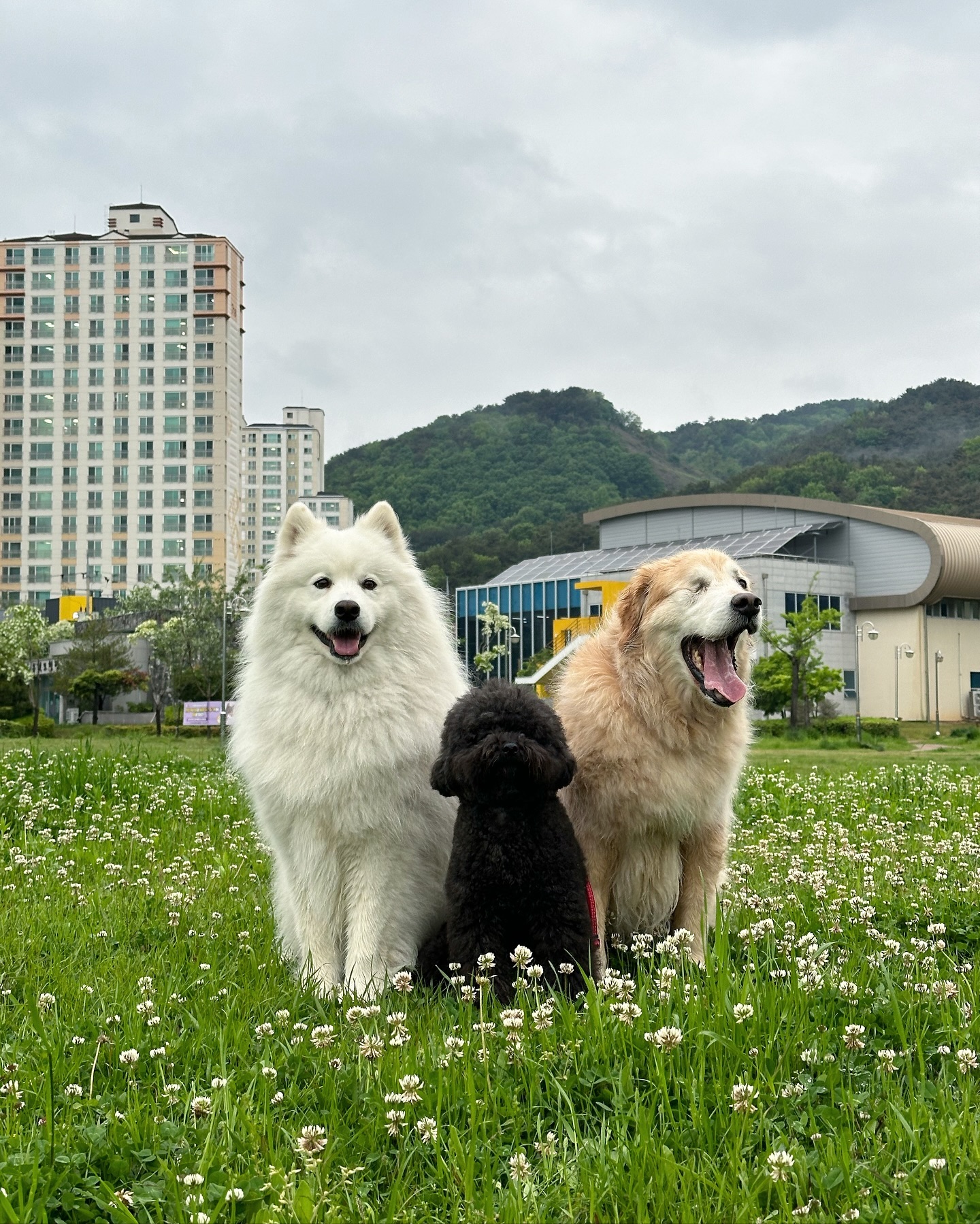#김가네루이🐶 #사모예드루이 #20240429
박도도 엄마 없으니까 순한 양
루이오빠한테 폭 기대고 있는거 어이없엌ㅋㅋㅋㅋㅋㅋㅋㅋㅋ
이제 엄마 빼고 만나야것어!

비 그치고 오빠들은 뛰뛰타임