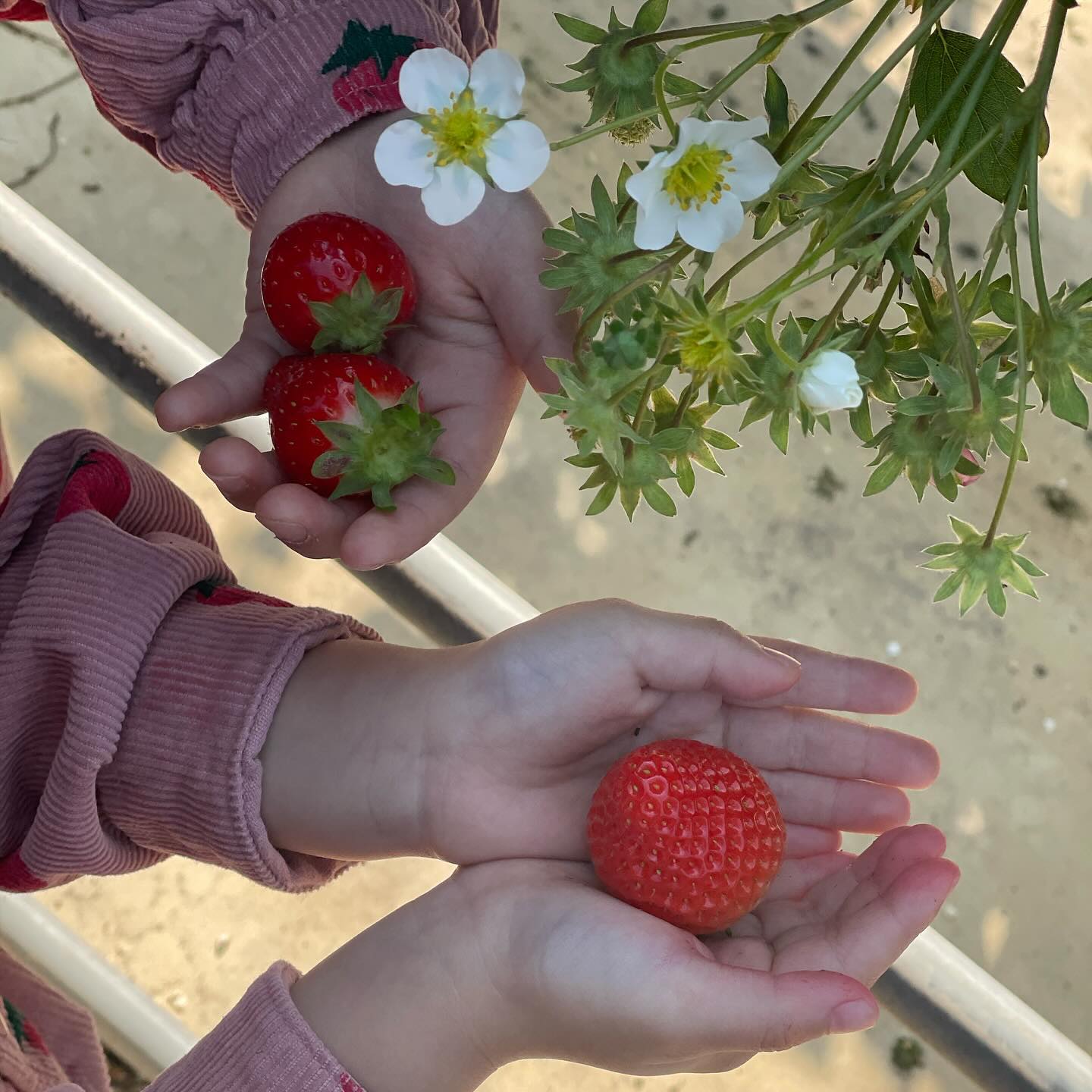라엘 시온, #딸기 #🍓 :-)