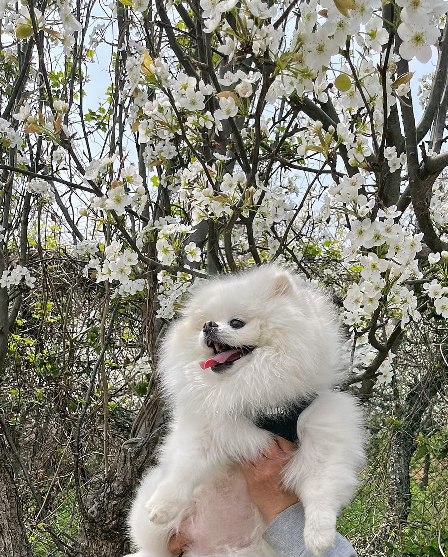 봄🌼🌸🐶