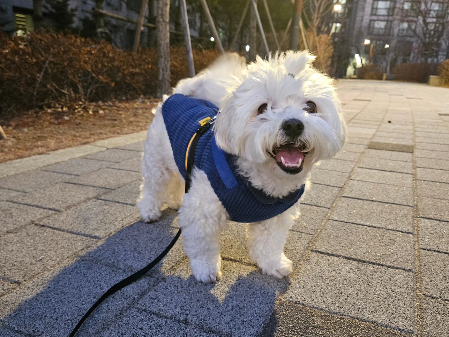 오늘 쫌 추웠는데
오랜만에 나왔다고 기분이 좋음
밖에 추운지도 모르고 너무 신남😀 
오늘 왜케 기분 좋지~👍👍

.

#강아지산책
#말티숑