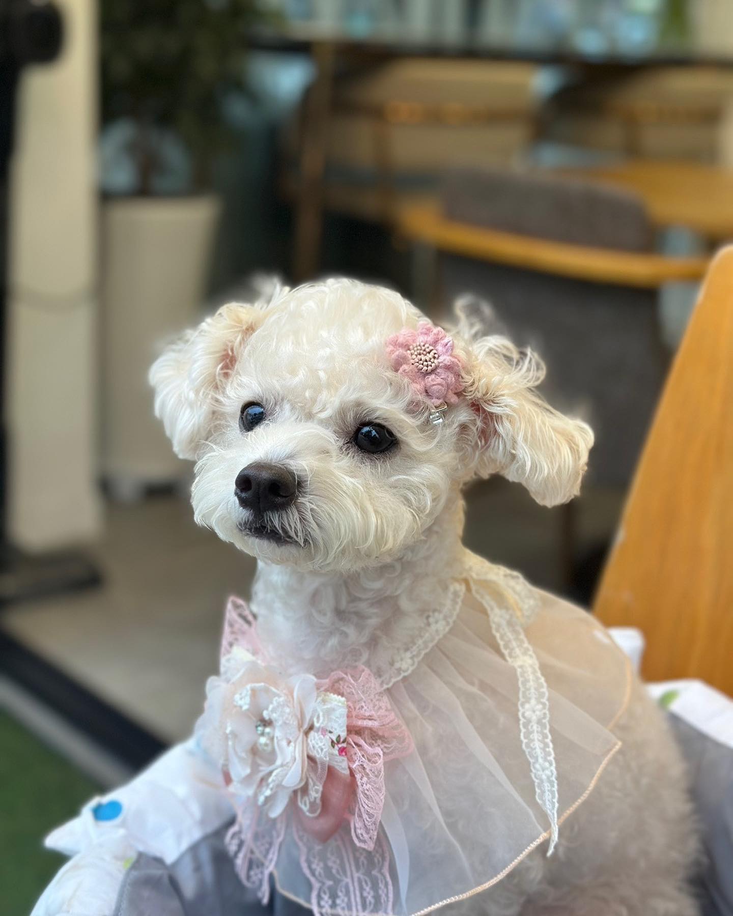 디아망 케이프 하나로 공주 그 자체💖

바로 시집가야될 것만 같은 케이프🤍에 예쁜 꽃핀까지 했눙데..!!
나랑 결혼할쨔람?!👰‍♀️💍💖

디아망 사댱님덕분에 공듀미 폭팔듕😘 사댱님 예쁘게 입을게요 감댜합니댜💖

칭구들도 디아망 구경가쟈구우✌️ dia_mant.ac