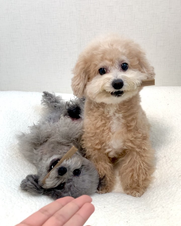#광고🦴 한입? 맛도 못 봤는데 도랏나🐻
나도 이건 못 줘! 엄마 미안!!!! 🐭💨
마마보이도 돌변하게 만든 마성의 껌
코봉이 효놈 그 잡채ㅋㄷ 배신감 오져따리🙄

#디페토 굿덴탈클린츄💋 치아 튼튼 최고야 짜릿해!
구강 기능성 원료를 배합한 치석제거 영양제🫶🏻
몸에도 좋고 맛도 좋고 완전 우리꼬ㅋ
depetogood 

#배신견코봉 #엄마썰으려고함 #미친눈빛 #살벌코봉
#얍삽한생쥐도망 #도망만이살길 #디페토가지켜줄게