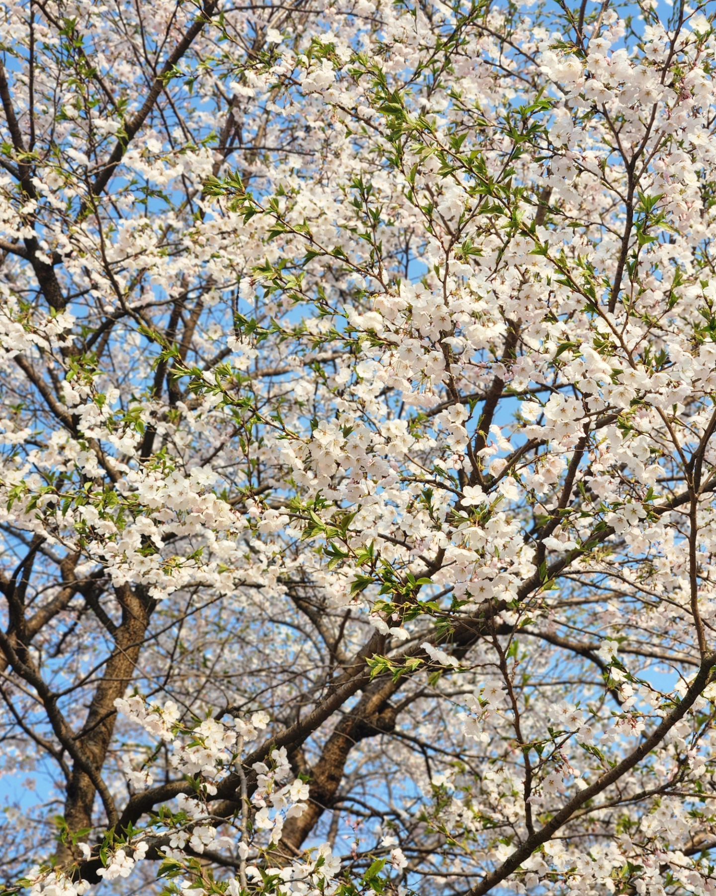 🌸🌸🌸🌸🌸

채2도 예뽀 벚꽃도 예뽀