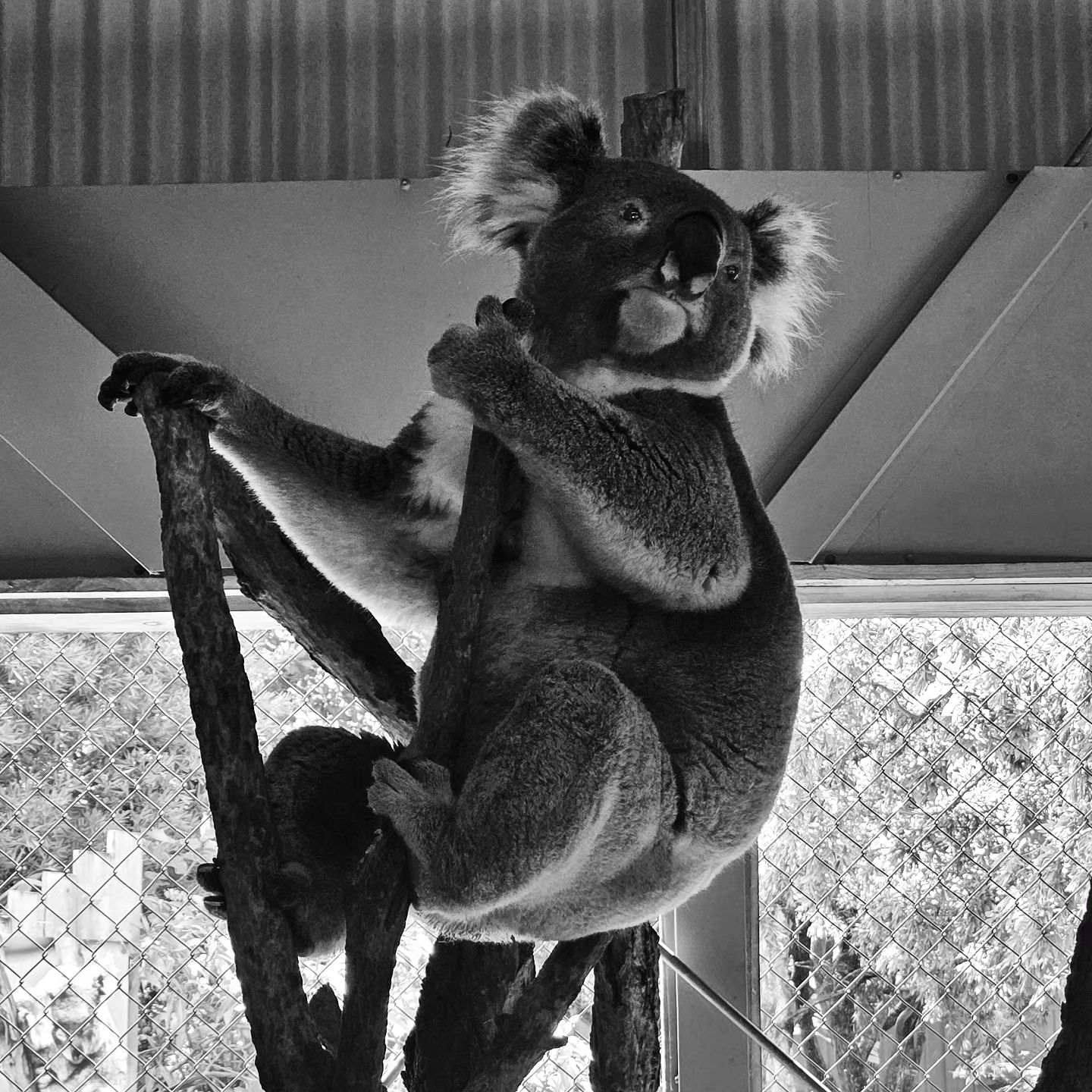 귀여워 🐨🦘