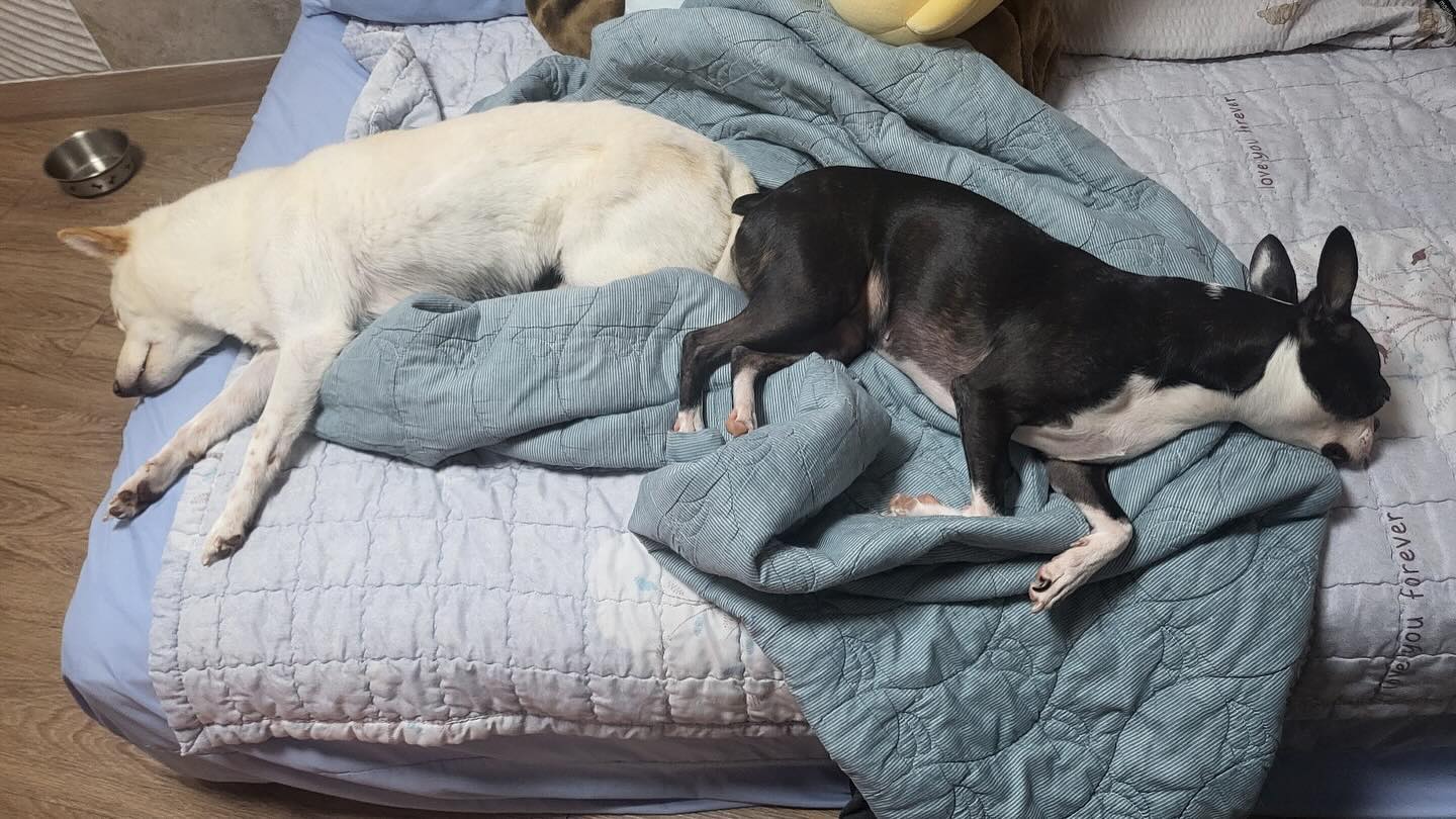 우리는 투게더💕

#보스턴테리어#마메시바#bostonterrier#mameshiba#together#loveyou#goodnight🌙