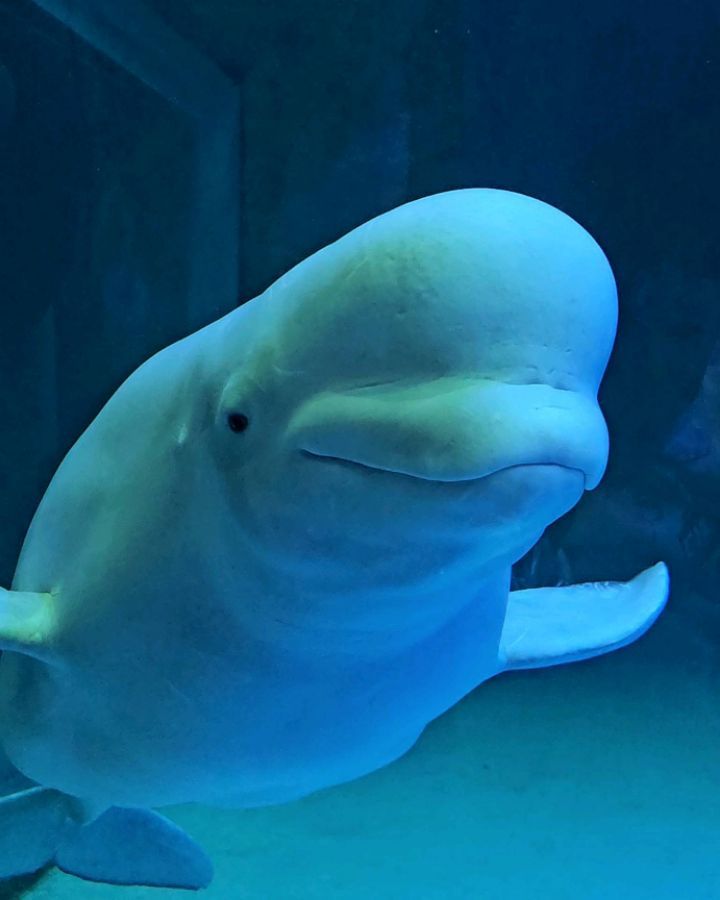 다인이가 보고 싶어 했던 벨루가🐬🤍
생각보다 크고 아기들을 좋아하는 착한 벨루가였다🫧
가오리도 귀엽고오 다인이 어릴 때 갔었는데,,
10년 만에 아쿠아리움 가니 재밌네 재밌어🪸🐠🐳

#롯데월드몰 #롯데아쿠아리움 #벨루가 #겨울방학