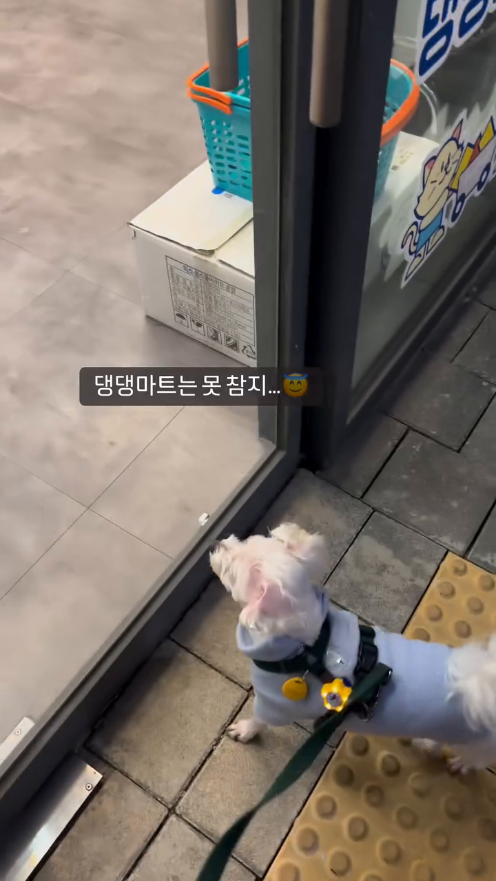 땡깡이 점점 늘어가는중..🤦‍♀️ 근데 너 돈 없잖아…💸
