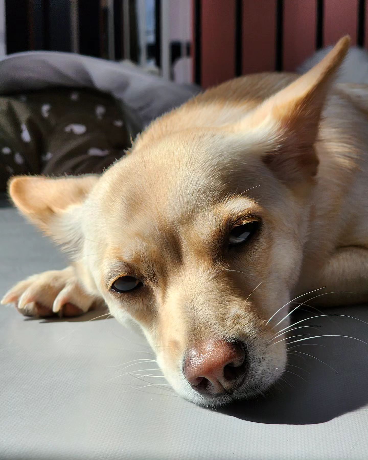출근길 내표정...

잘자요💤

#이른출근길🚶‍♂️ #대구 #추위조심 #개린이모델🩷
#뽀미🐶 #개린이하루🐶🧡