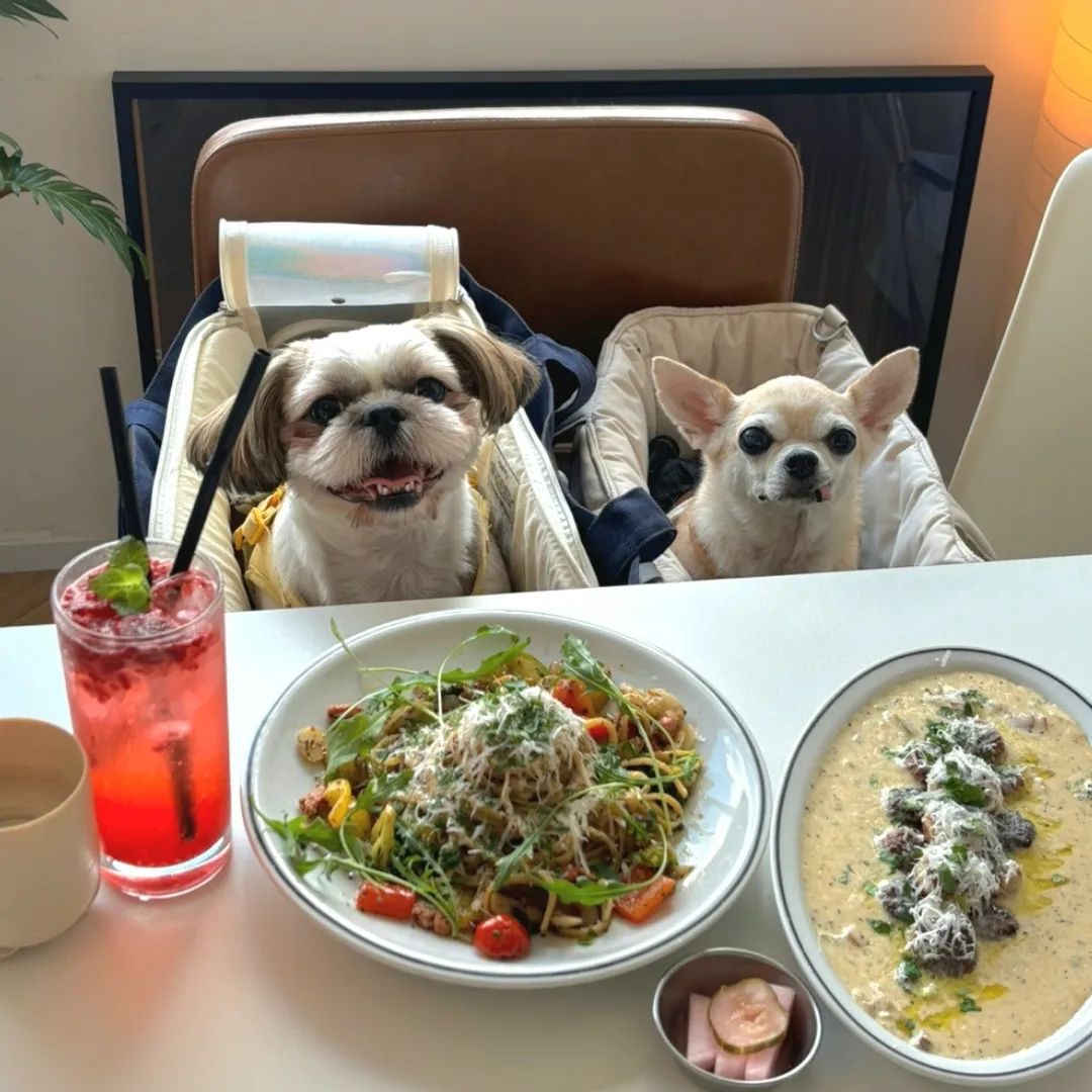 자주가도 늘 즐거운 행궁동 나들이 🤍
더 많이 놀러다니자 내 사룽 🐾
#공주랑언니랑ෆ 
#행궁동맛집#행궁동애견동반카페#행궁동애견동반식당#행궁동애견동반#콜마이키친#우디드커피행궁점#콜드웍스