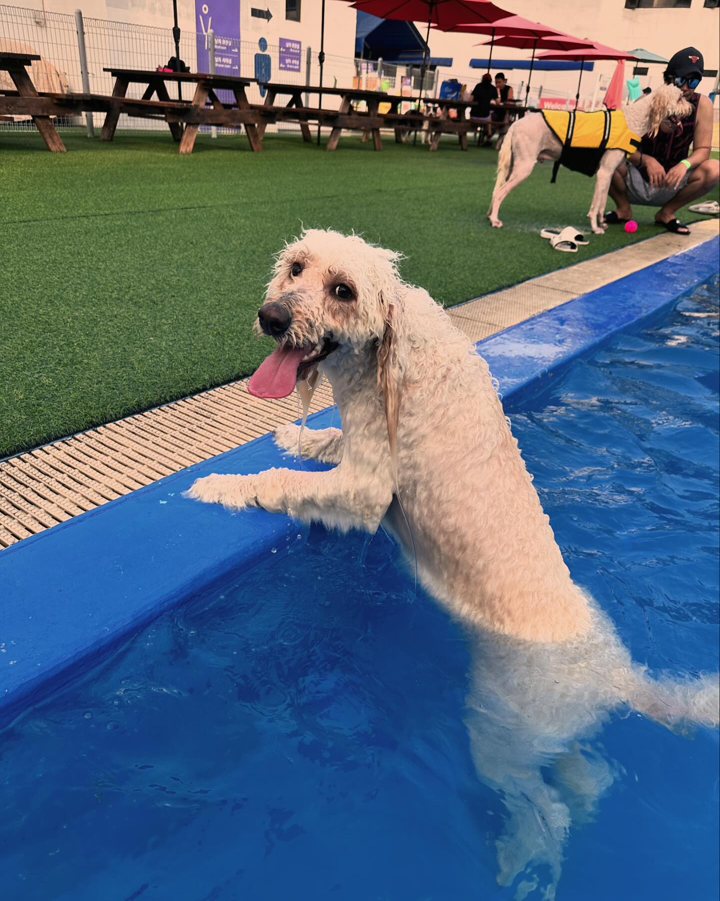 쿠키는 오늘 #여기다댕댕이골드펫앤도그베이 를 다녀왔엉~!!
수영 실~컷하고! 완전 댕 뻗어버렸지모야😂😂
물도 막 차갑지도않고 사람과 같이놀기 딱이더라궁~
여기에대한 꿀팁이나 더 궁금한사항들이있으면 쿠키한테 디엠보내죵 자세히 알랴줄겡❤️

#대형견 #스탠다드푸들 #대형견수영장 #대형견다이빙 #여기다댕댕이 #용인 #멍팔맞 #댕팔맞팔