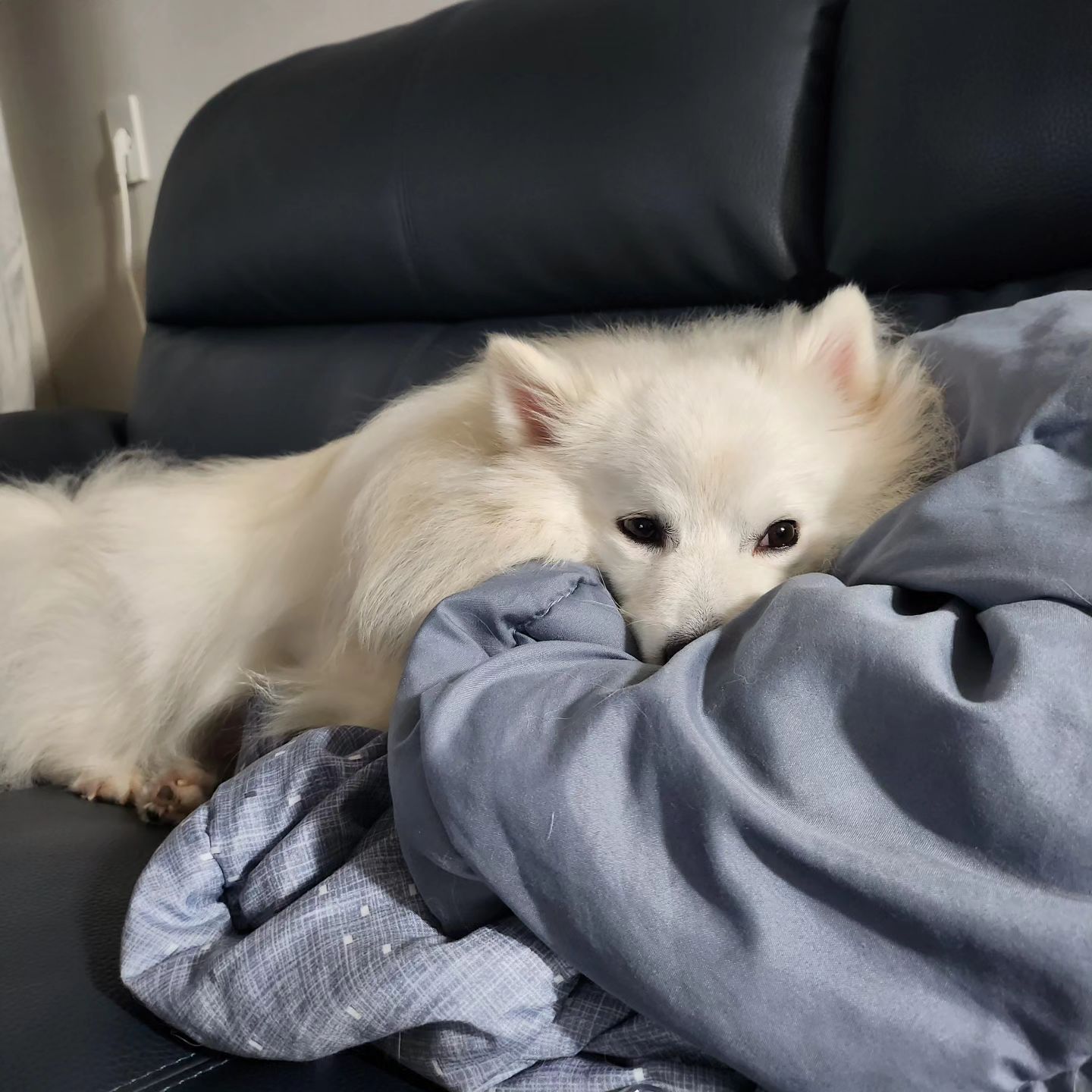 #내일비온다고해서 #빡세게 #산책한바퀴🐾 
#노근노근☺️