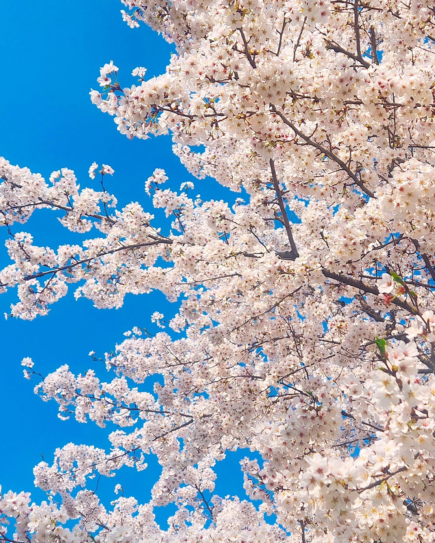 넘 예뿐 벚꽃🌸🌸