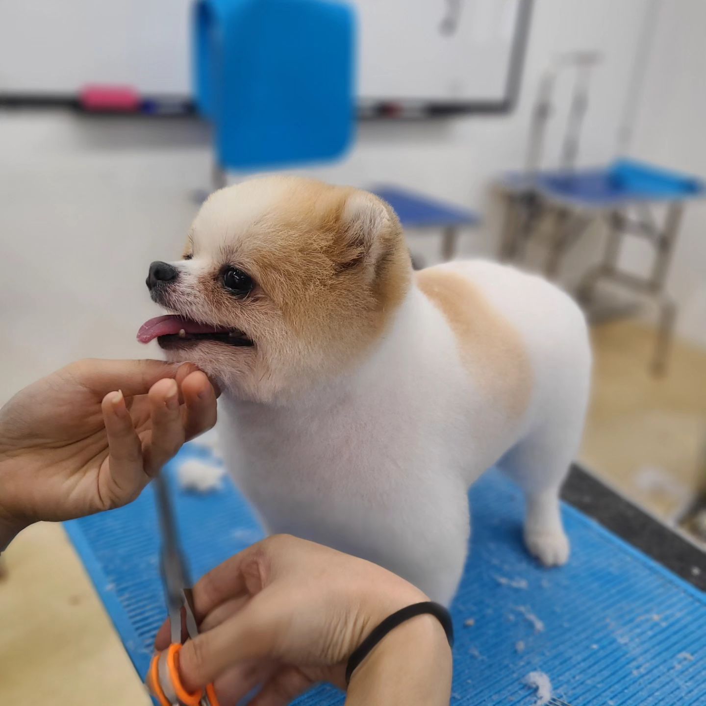 #양주애견미용학원
#원장직강
.
실견 실습 🐶
.
 ✔️ 자격증 준비기간 동안에도 실무수업/펫미용 수업을 함께 진행합니다
✔️ 소수정예 1:1 개별수업으로 진행됩니다 
.
#원장님직강 #김형종교수님
#개인지도 #실견수업학원
#애견미용사자격증
.
#애견미용사2급 #애견미용사3급
#의정부애견미용학원 #동두천애견미용학원 #포천애견미용학원 #파주애견미용학원
#애견미용학원 #애견연맹 #위그램클립 
#개인교습 #애견미용개인교습 #대형견미용
#꿈나무애견미용실 #양주애견미용