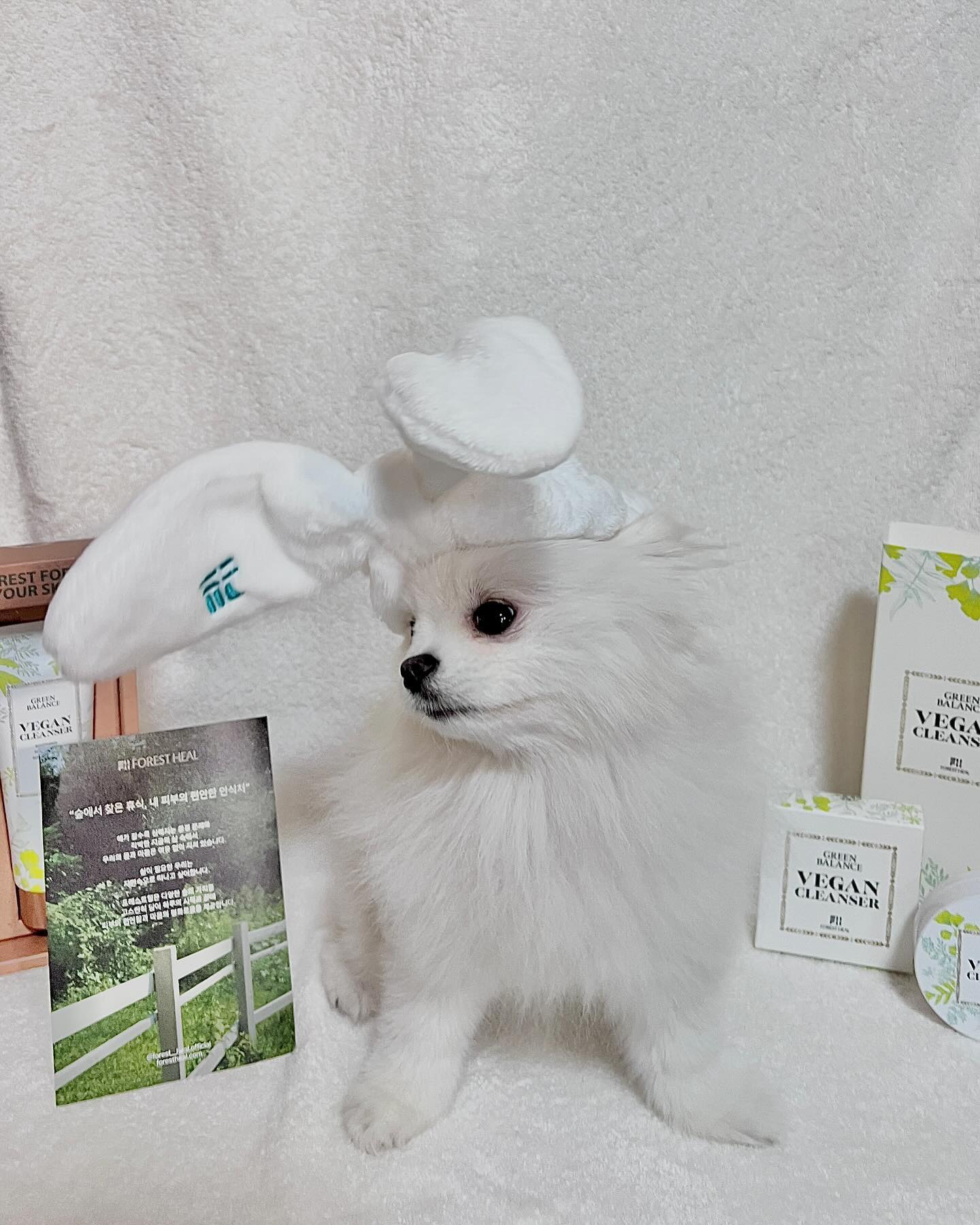 #제품제공 🏷️ forest__heal.official 

내 피부의 편안한 안식처🌱포레스트힐

베베가 국제 강아지의날 사진 콘테스트 이벤트에 당첨되었지롱!

귀여운 토끼 세안밴드도 했다궁🐰 (옴마꺼임..🤫하지만 예뿌징?)

🌱포레스트힐 그린 밸런스 비건 클렌져🫧🌱

💚 민감 & 여드름 피부를 위한 전성분 100% 비건 클렌져
💚 데일리 미세 저자극 폼클렌져
💚 피부 컨디션에 따라 2 WAY 팩 클렌져
💚 이중 세안 필요 없는 뛰어난 세정력
💚 그린 포레바이옴 10,000ppm 함유

갱얼즤꺼 아니구 보호자꺼다! 𝑯𝑶𝑿𝒀 헷갈리면 안댕!🤍