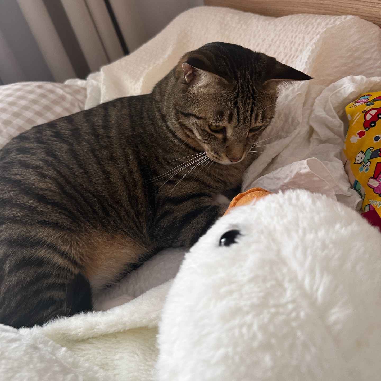 23.06.14 오리친구랑 낮잠 🦢🐈

#깡이 #김깡 #고양이일상 #낮잠