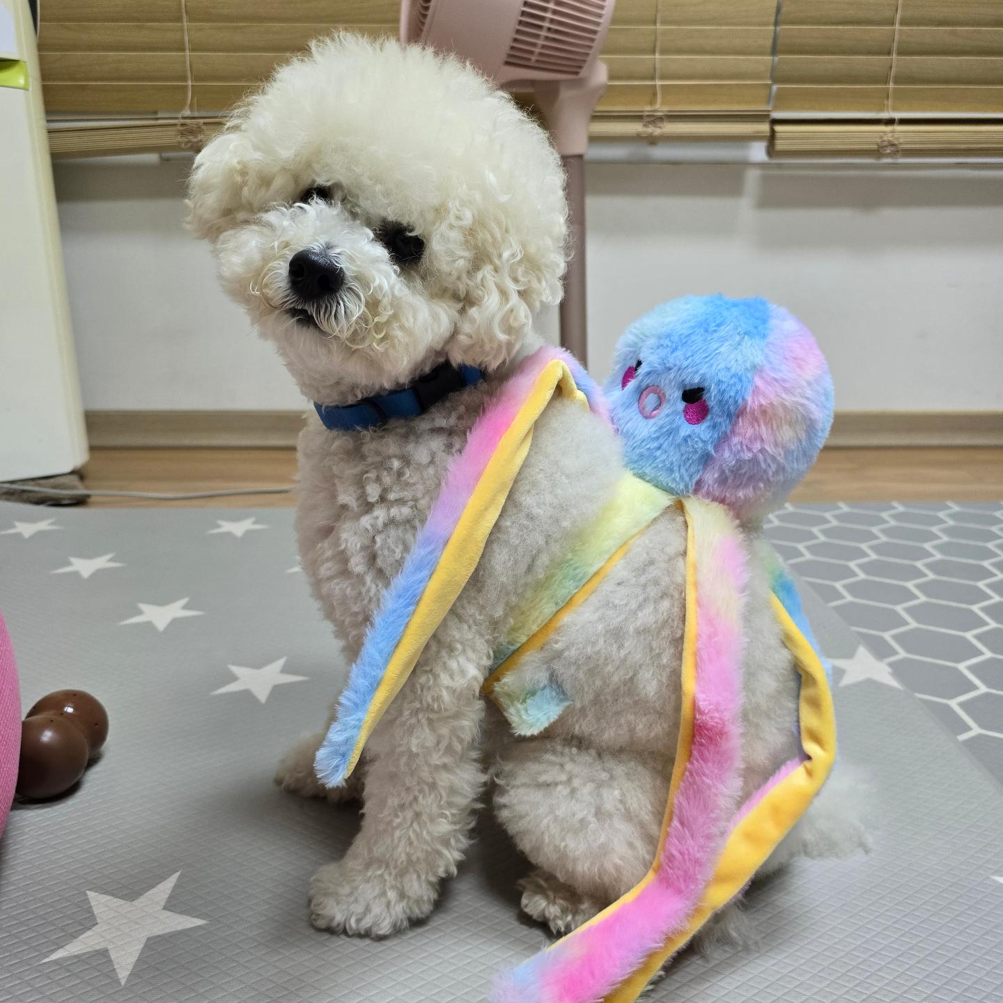2024.7.30 호빵이 저녁 산책일지🧊🧊

♡대박 설이 행이 두식이 꼬비 호빵♡

호빵이 문어친구 생겼어요~😚😚

#hobbang_world #호빵월드 #송호빵💕 #양🐑아님ㅋㅋ #저녁산책🌙 #산책일지🐾
#그룹산책🐕 #동네한바퀴산책 #펫핑 #양천구반려견순찰대

hi.petping