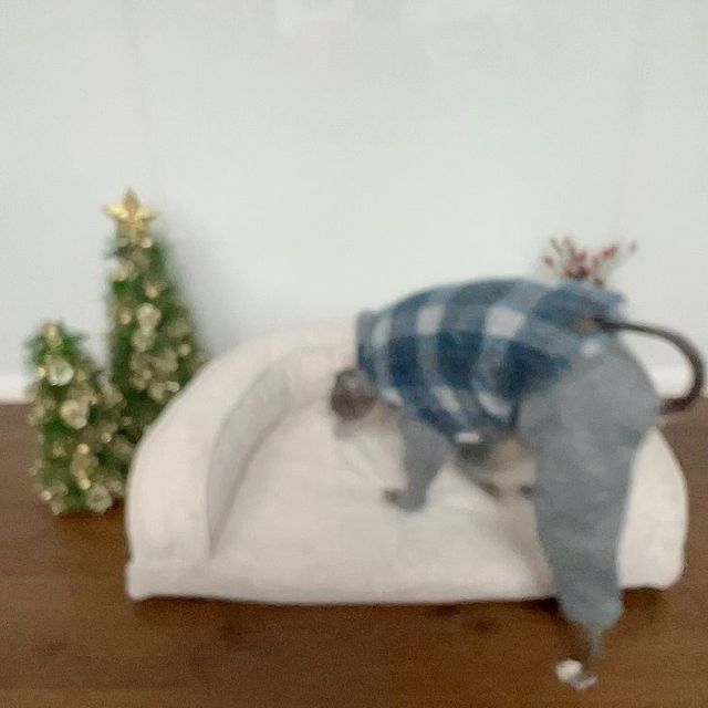 이탈리안 그레이하운드 _ 레이🐾 on Instagram: "#광고 푹신하고, 편한 자리 찾는거 우리 댕댕이들 전문이잖아요?? 레이가 한번 올라가면 내려올 생각을 안하는 매트리스 소개합니다❤️ ✔️