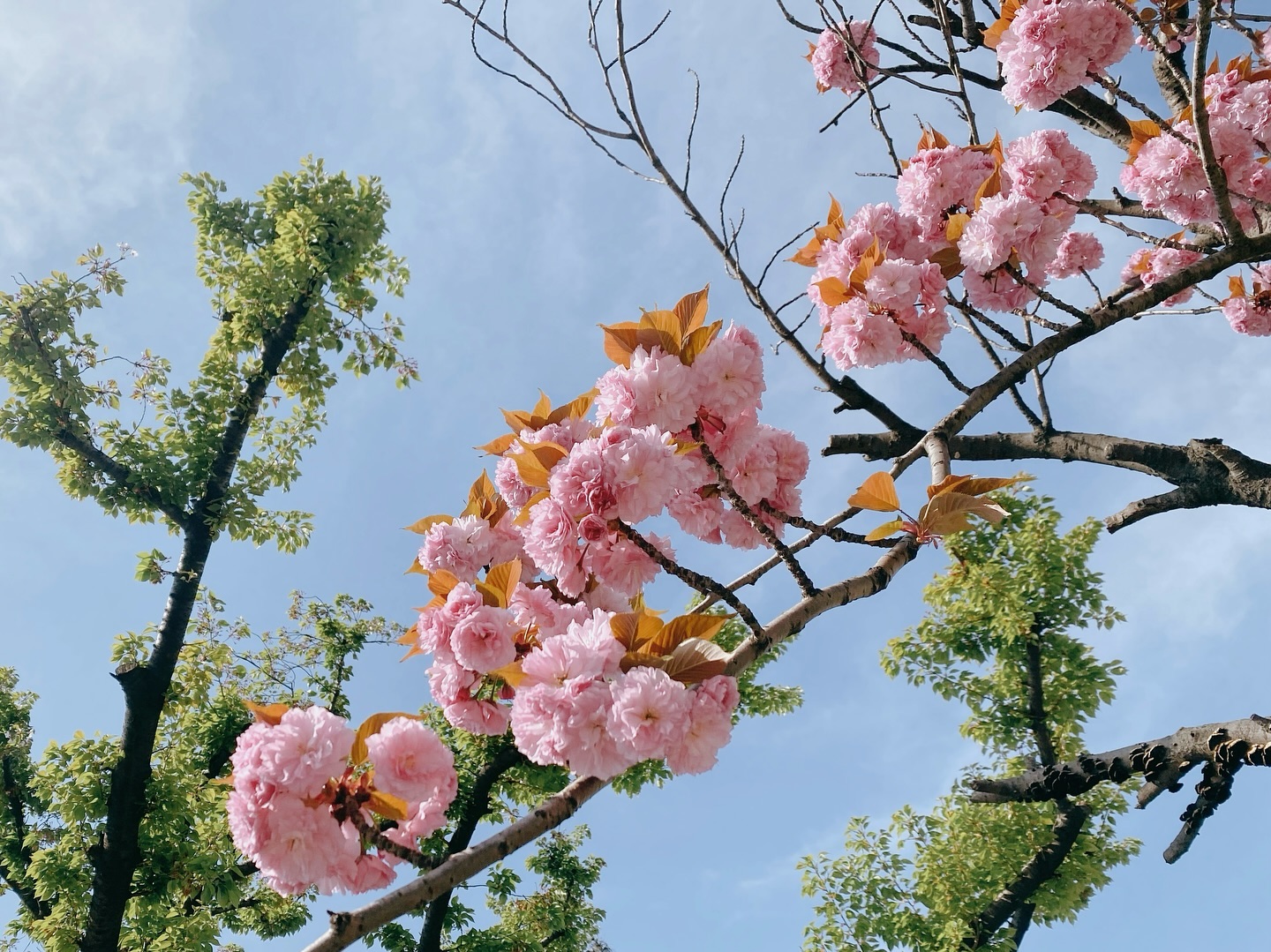 #🌸
 
집앞에 있는 나무 중 제일 좋아하는 겹벚꽃나무
출근길에 종종걸음으로 걸으면서도 사진 한장 찍기 📸
 
 
그나저나 사진첩에 아이사진 아니면 꽃사진밖에 없네
나이들면 꽃사진만 가득하다던데... 역시 나도 어쩔 수 없구나 🫠