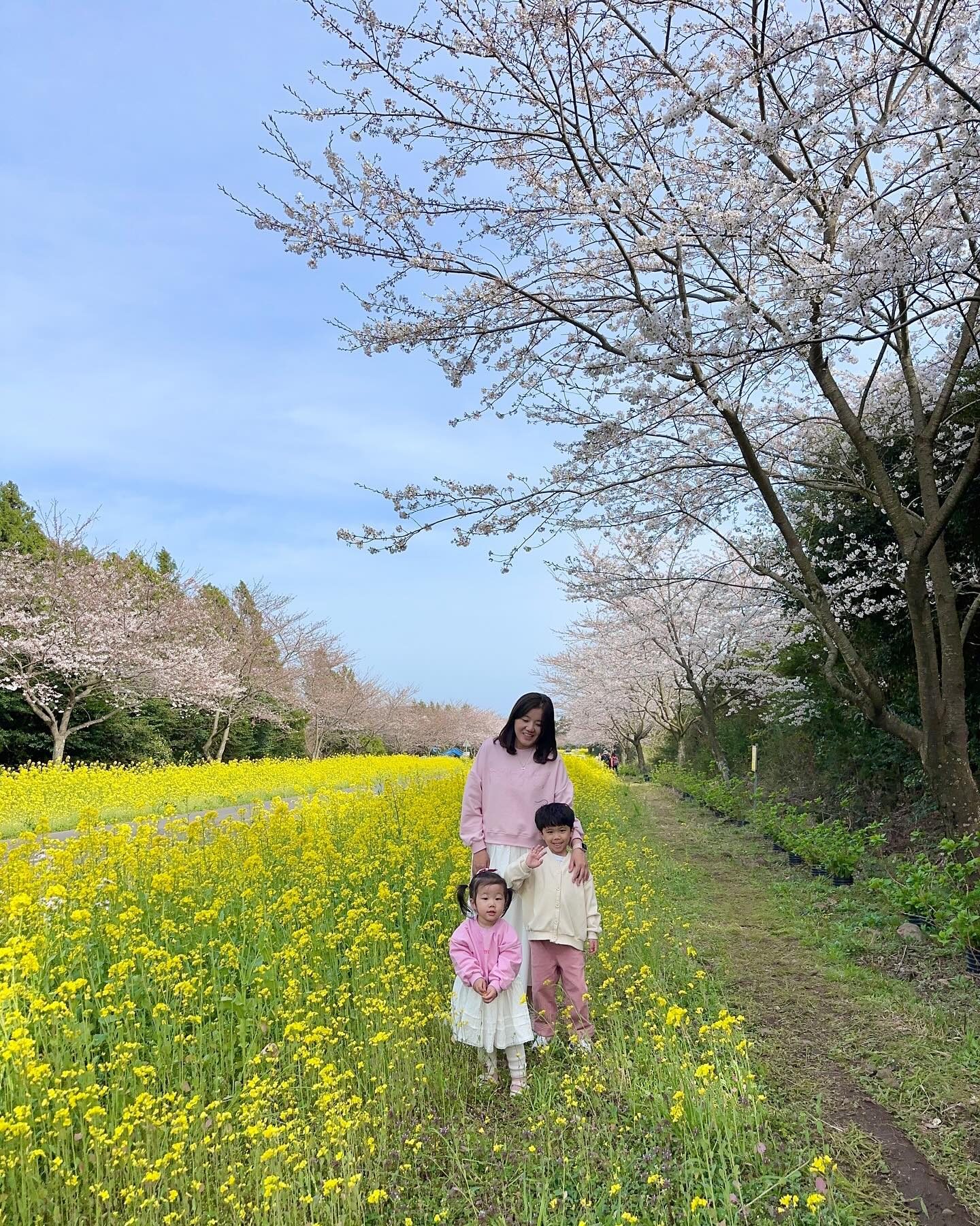 아직 벚꽃을 볼 수 있는 제주명소🌼🌸

제가 갔던 3/30일에는 벚꽃은 피지 않은 곳이 많았었는데 
제주에서도 늦은 편이라 이제 벚꽃이 만개했더라구요
제주에 계신분들 방문해보시길💛
유채와 벚꽃의 조화가 아름다운 드라이브 코스에요

🌸 #녹산로 - 방문일 : 24년 3월 30일
⠀▫️제주 서귀포시 표선면 가시리
⠀▫️주차는 조랑말체험공원에 하시거나 갓길에 중간중간 빈 공간이 있어요, 차가 많이 다니는 곳이니 주의하세요