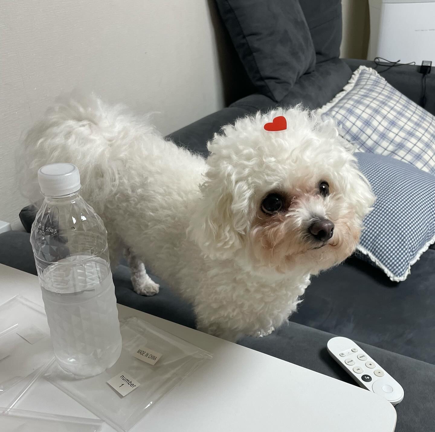 사랑둥이 내 진쥬 ❤️