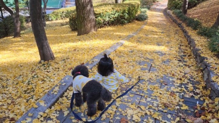 요즘 날 들었다 놨다 하는 녀석들💛🖤
.
.
.
.