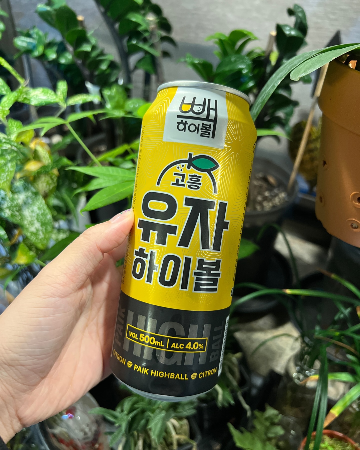 #협찬 #백종원하이볼 #빽하이볼 #빽하이볼유자 #하이볼추천

”✨ 가볍게 즐기는 유자 하이볼의 매력 ✨
빽하이볼 유자맛 🍹
✔️ 4%의 도수로 부담 없이 언제 어디서나 딱!
✔️ 상큼달달한 고흥 유자 향이 기름진 음식이나 핑거푸드와 찰떡궁합 💛
✔️ 100% 국산 쌀로 만든 발효주에 고흥 유자를 더해 청량한 풍미 완성!

📍 CU, GS25, 세븐일레븐, 주요 대형마트, 예산시장에서 만나보세요.
더 궁금하다면 👉 백술도가 paiksooldoga 를 팔로우하세요!“