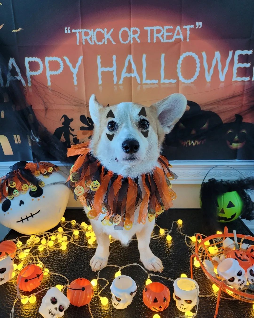 벅오나시 👻 
유치원에서 해준 할로윈
healingdog_kids 
healingdog_center 

#강아지유치원#강아지할로윈#halloween