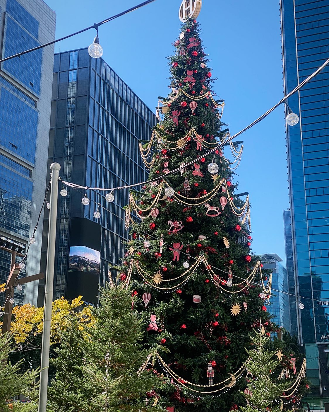 🎄🎄🎄