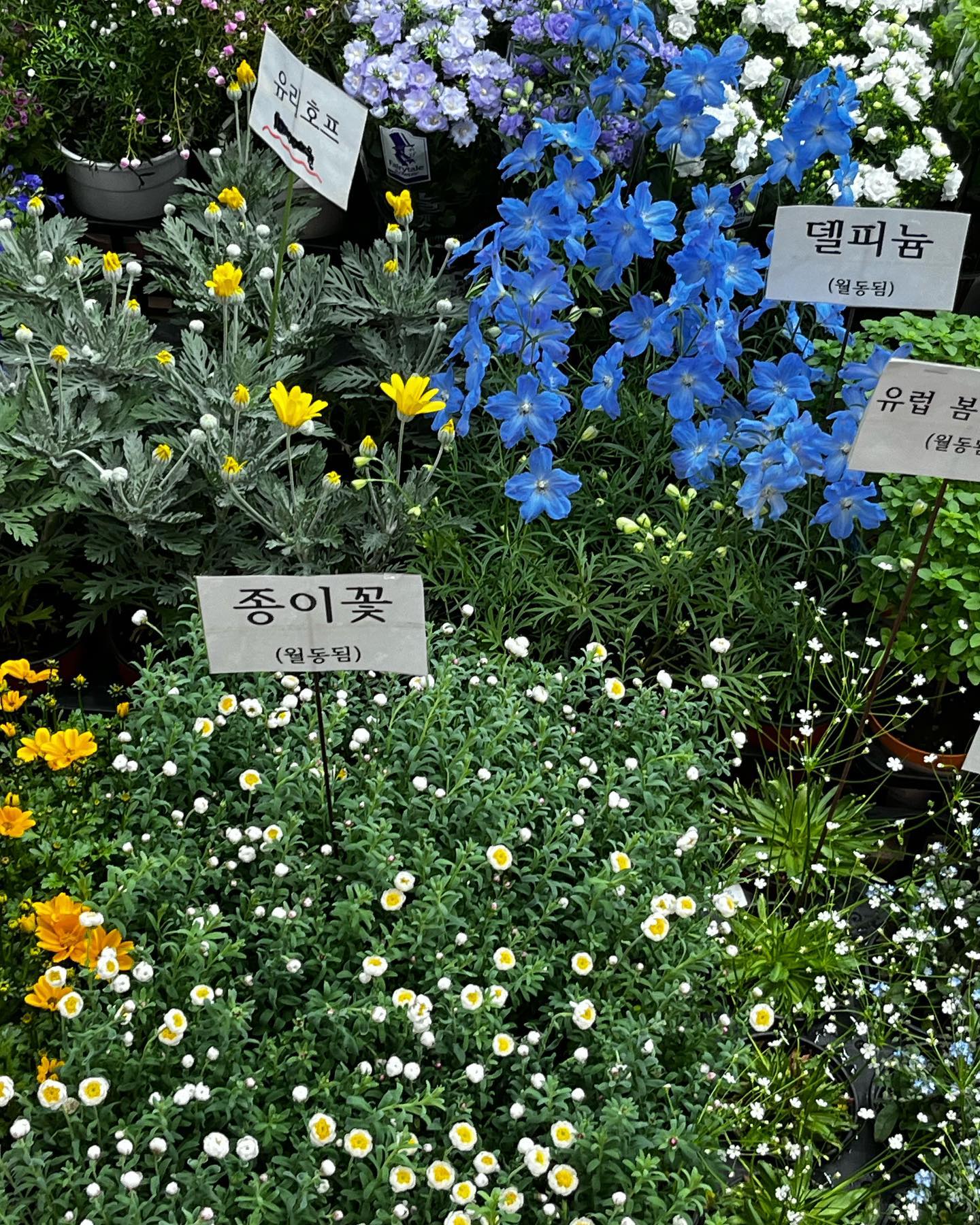 꽃보면 사진부터 찍는 삼십대✌🏻