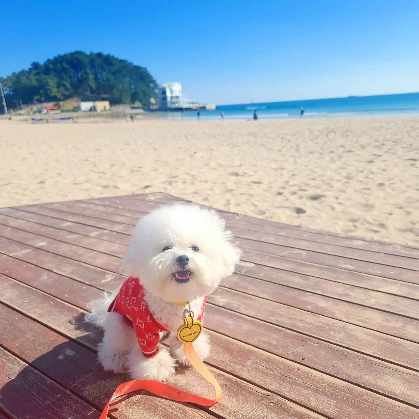 🌊🌊

햇빛 뿜뿜이지만
모래사장에서 비둘기 잡는다고 난리남😮‍💨

비둘기 덕분에 사람들 앞에서
거의 서커스 하고 온 심서우🥹
(관객 호응 최상)

모래 러버 서우 담에 또 가자🫶🏻

_

#멍팔 #댕팔 #강아지 #비숑 #멍스타그램 #댕스타그램 #인스타펫 #강아지모델 #협찬 #강아지협찬 #비숑프리제 #팔로우 #좋아요 #dog #puppy #pet #petstagram #like #follow